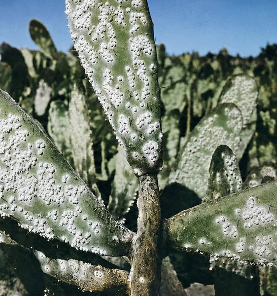 Musa México Festival. Lecture Series: The Dye that Created a Landscape and the Pest that Transforms It — Workshops & Training in Santa Cruz de Tenerife, Tenerife