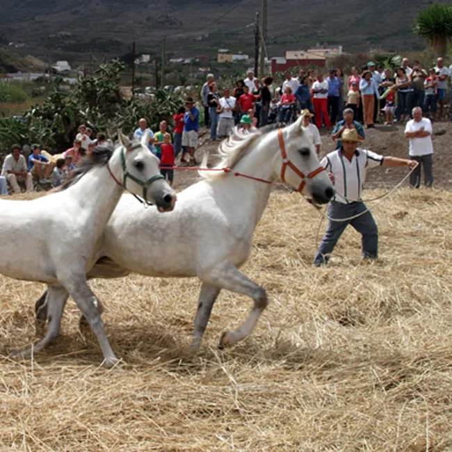 El Palmar Festival 2026 - Buenavista del Norte — Traditional Festivities in Buenavista del Norte, Tenerife