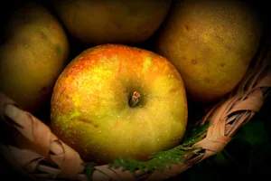Nuestra reina de las medianías: La Manzana Reineta — Talleres y Formación en El Sauzal, Tenerife