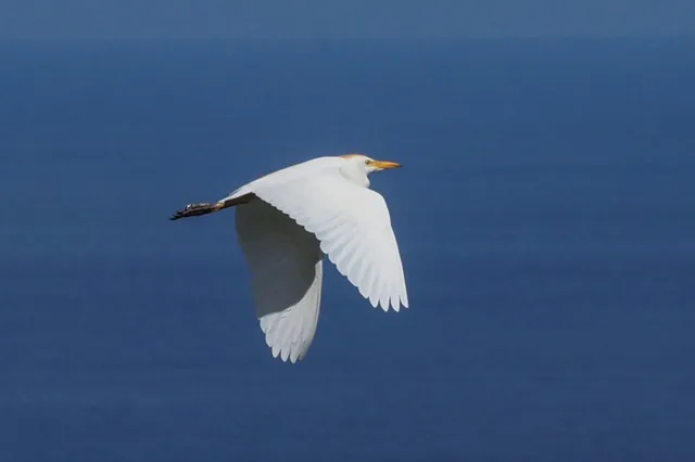 Autumn Bird Migration — Sports & Adventure in Santa Cruz de Tenerife, Tenerife