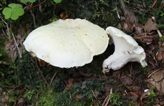 Autumn Fungi — Sports & Adventure in Santa Cruz de Tenerife, Tenerife