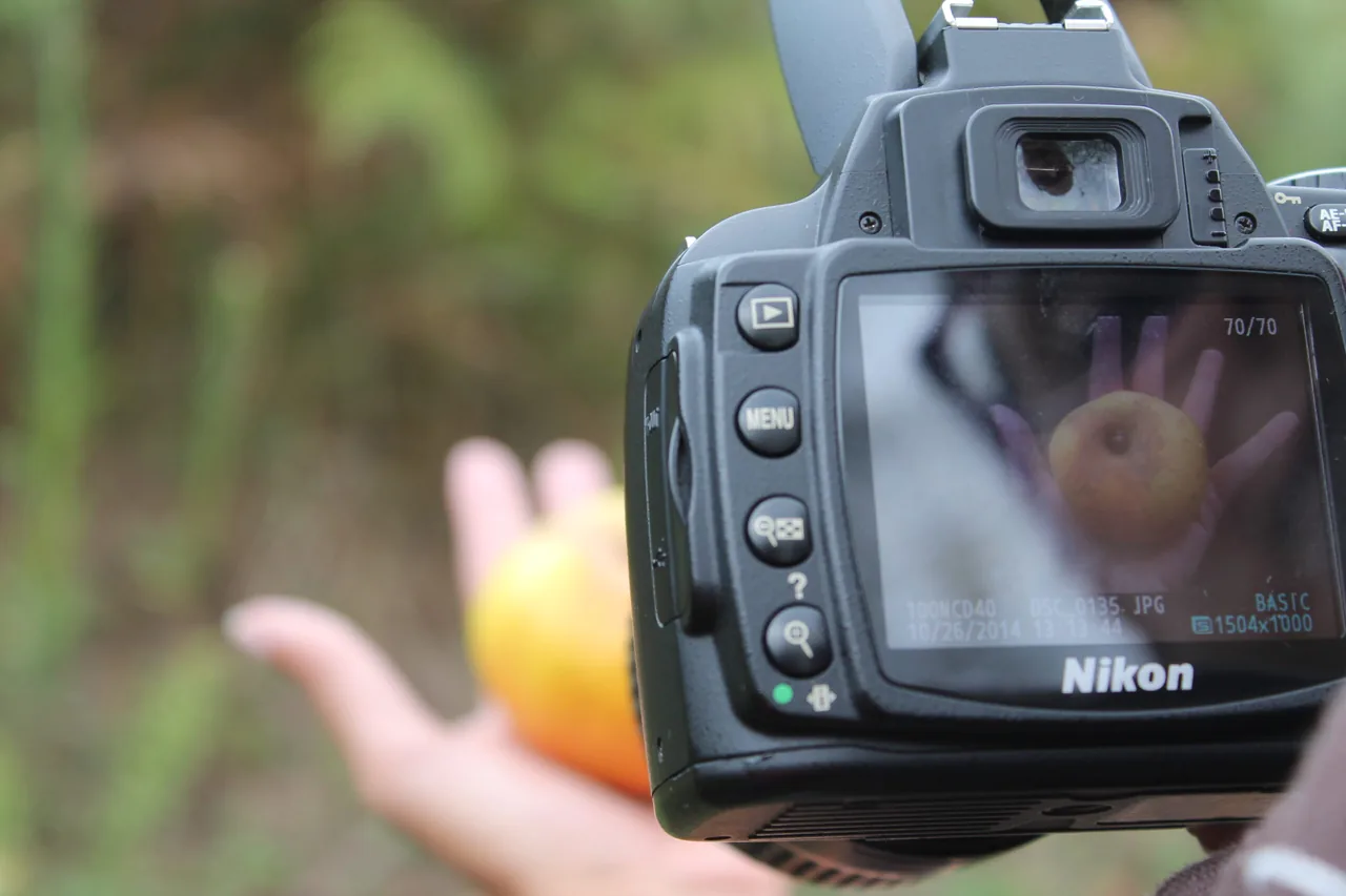 XI Concurso de Fotografía «La manzana reineta de Tenerife» – 2026 — Talleres y Formación en El Sauzal, Tenerife