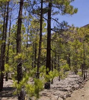 XVII Cross de Bajamar — Deportes y Aventura en San Cristóbal de La Laguna, Tenerife